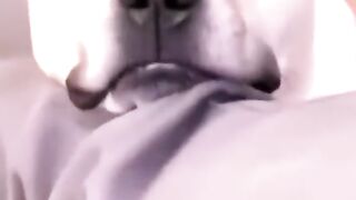 Funny video pet funny video