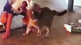 Best Funny Crazy Cats Random Clips
