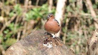 Birds beauty
