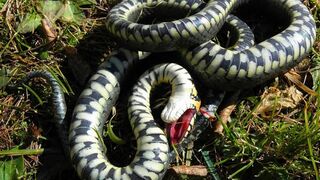Snake ???? killed by a boy????