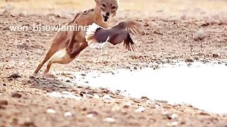 What a Briliant Video