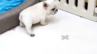 Cute dog