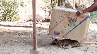 Some Animals are naught.. hehehe ????????????????