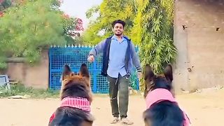 Best Funny Videos Of Dog ???? Try Not To Laugh!