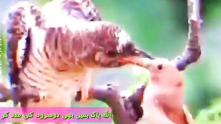 Short#birds videos