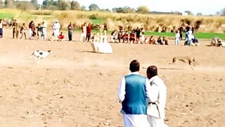 dog race