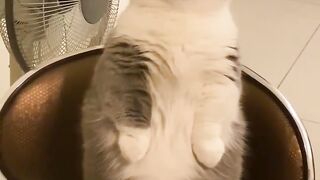 Tom cat standing pose