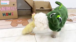 BiBi finds away to bring duckling princess back home
