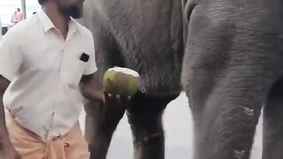 Thiruchendur_Elephant_drink_&_eat_Coconut.