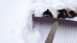 Persian Cat enjoying in Snow fall