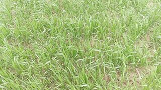 Our wheat ???? fields