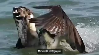 Eagle attacks & fish hunting