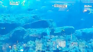 Fishes swimming in Aquarium at Dubai Mall