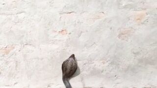 Black Cobra fight