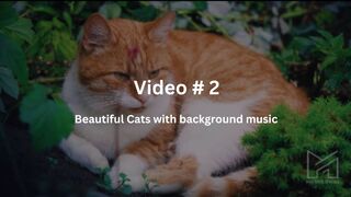 Beautiful Cats with background music