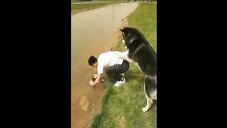Funny animal vedio