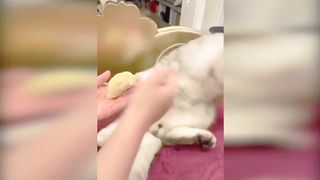 Funny cats reaction smelling durian funny cats compilation