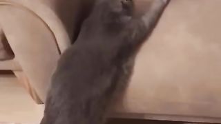 Sweet cat and baby
