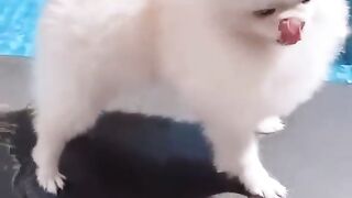 So cute dog