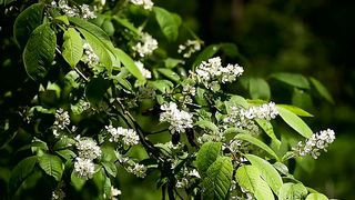 Nature Beauty||Spring Vibes