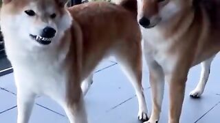 cute animals funny video.