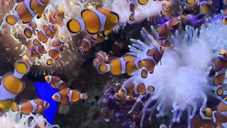 Reef Cam | Magical Aquarium Calm | Underwater Relax | Coral Fish Colorful Sea Life #coral#reef