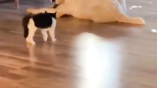 Big and small friends video.