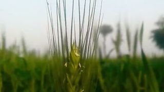 Beautiful Morning with whaet crop