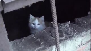 Cute cats vedios