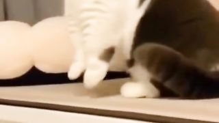 Best Funny Video -  Try Not To Laugh