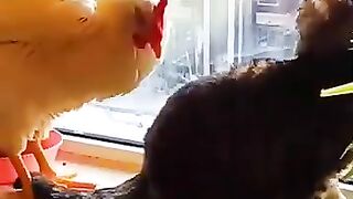 Cat and roster love