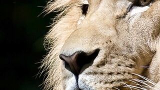 TOP 10 GREATEST BIG CATS