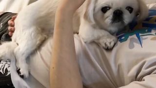 Funny Dog Puppies ???? These Funny ???? Dog Videos #shortsvideo #viral #shorts