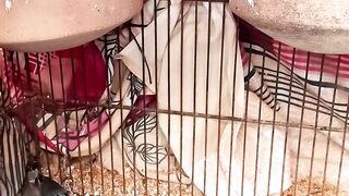 Babies of grey zebra finches