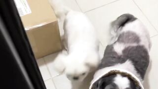 Funny Dog Puppies ???? These Funny ???? Dog Videos #shortsvideo #viral #shorts