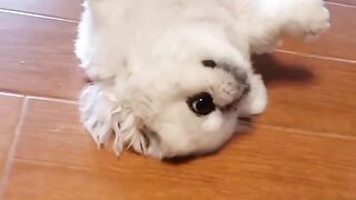 Funny Dog Puppies ???? These Funny ???? Dog Videos #shortsvideo #viral #shorts
