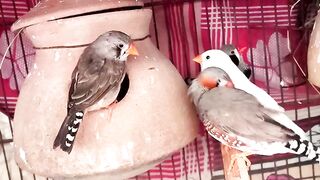 Zebra finches