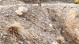 Markhor isi Pakistani
