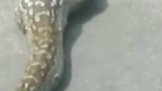 Snake ????||dragon ????||febspot vedio