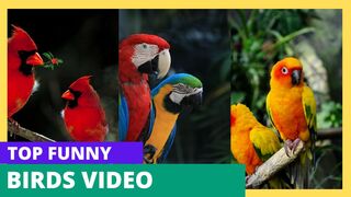 Top funny birds video| Parindon Ki Mazhiya Video