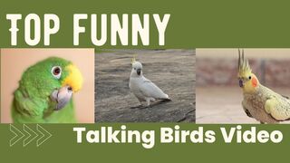Top funny talking birds video| parindon ki Mazhiya bataon ki video