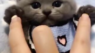 top 10 funniest cats and dog Videos 2022-2023