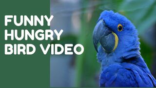 Funny Hungry Birds Video | Parindon Ki Ghusse Ki Mazhiya Video