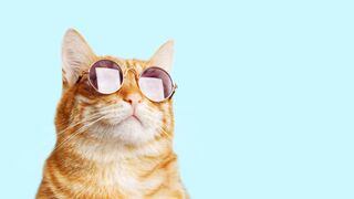 top 10 funniest cats and dog Videos 2022-2023