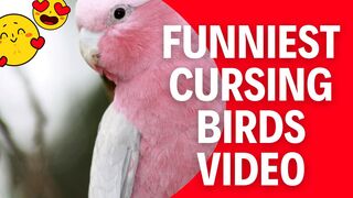 Funniest Cursing Birds Video