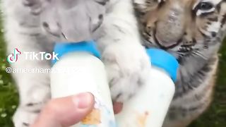 Lions babies
