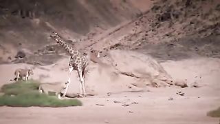 Sher ka shikar videos | sher chita | shikar hi shikar | jangli janwar ka shikar | Animal Attack!