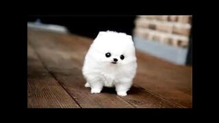 Cute  Baby dogs 2023-Baby Cats and Dogs Videos