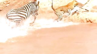 Hunting.
