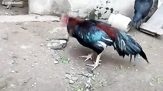 Aseel muga